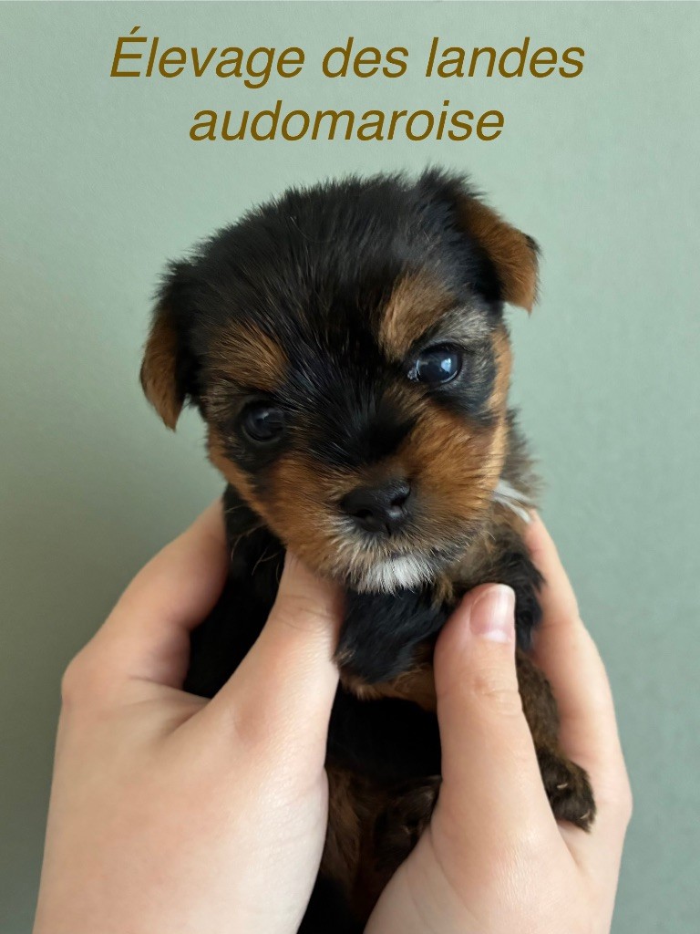 Des Landes Audomaroise - Chiots disponibles - Yorkshire Terrier